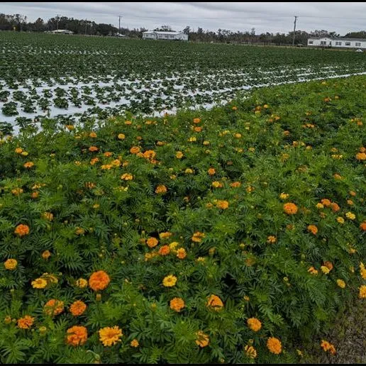 thumbnail for publication: Using Banker Plants as an Additional Tool in Strawberry Integrated Pest Management